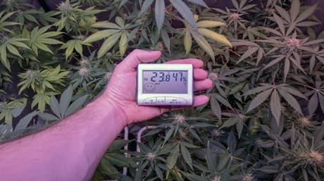 Marijuana seeds compatible with your climate