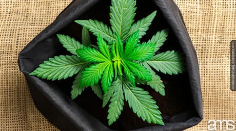 Cannabis Grow Bags: The Grower’s Secret for Bigger Yields