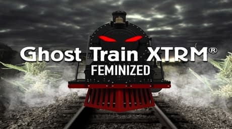 Ghost Train XTRM Dişileştirilmiş Tür: Aşırı THC Güç Merkezi