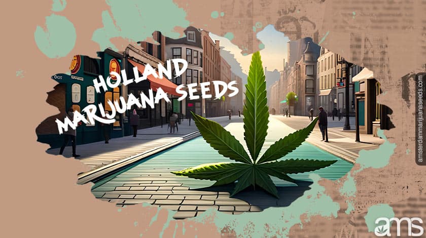 Upptäck Premium Marijuana frön från Holland