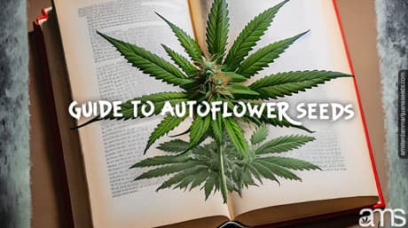 Guide des graines à autofloraison : avantages, culture et plus