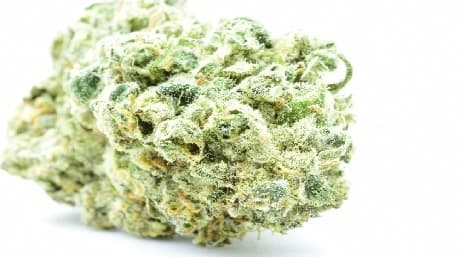Presentación de la legendaria White Widow: la variedad híbrida definitiva
