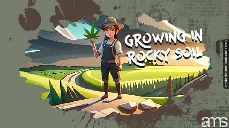 Cultiver de la marijuana dans un sol rocheux