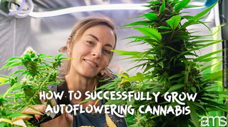How to Successfully Grow Autoflower Cannabis