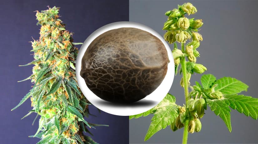 Variétés de graines de cannabis pour la culture