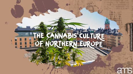 Découvrez la culture du cannabis en Europe du Nord