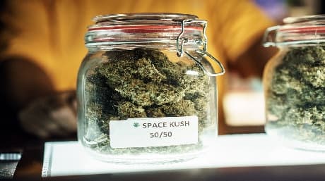 Variedades de cannabis regulares: explora su valor
