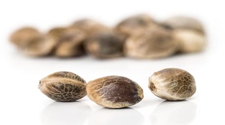 ¡Cómo cultivar semillas de cannabis autoflorecientes, en interior y exterior!