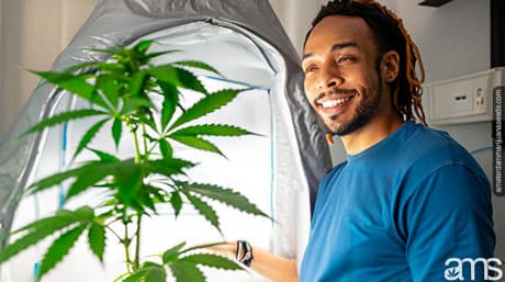 Konsten att hemodlad marijuana