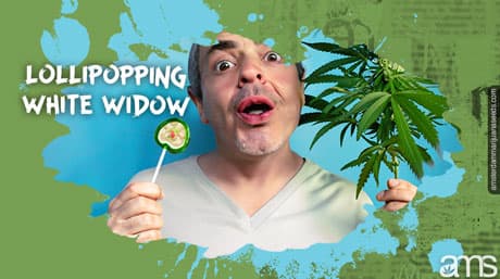 Optimum Büyüme ve Verim için Lolipop White Widow