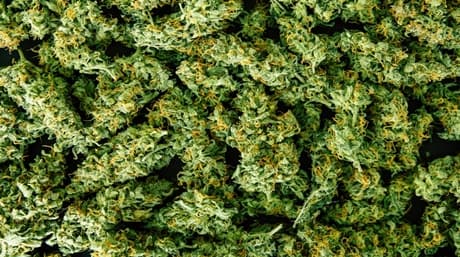 Could dispensaries reduce drug mortalities?