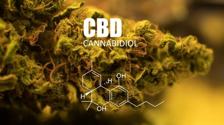 Cannabidiol has no psychoactive effects