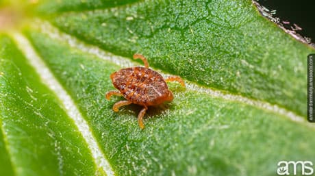 Russet Mites: Prevention and Treatment