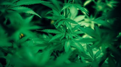 Sulfur Deficiency In Weed – How To Recognize And Solve It