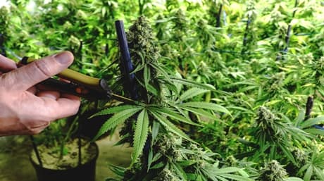 Pruning for better yields