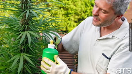 Tångextrakt & Kelp som gödningsmedel en Cannabis superfood