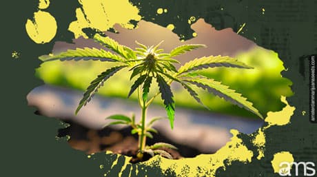Autoflower Ganja Seeds: Kapsamlı Bir Kılavuz