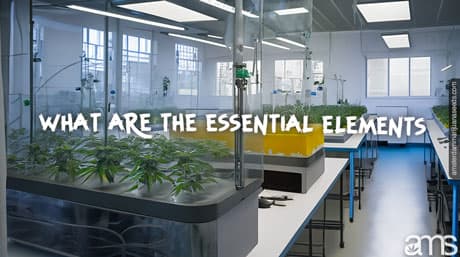 Suitable cannabis germination environment
