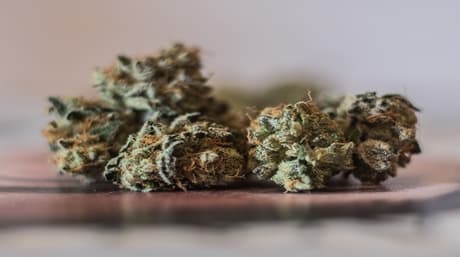 Drying Marijuana: Cure the Right Way