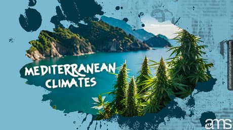 Graines de cannabis et climats méditerranéens