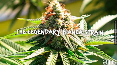 Bianca-stammen med sina unika egenskaper