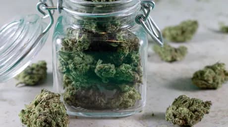 Medyczna marihuana i anoreksja
