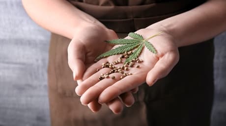 Raw cannabis är en superfood