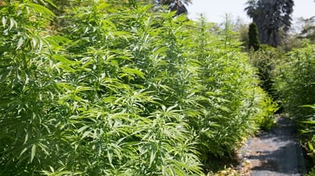 Growing Bigger Yields of Cannabis: The Expert’s Playbook