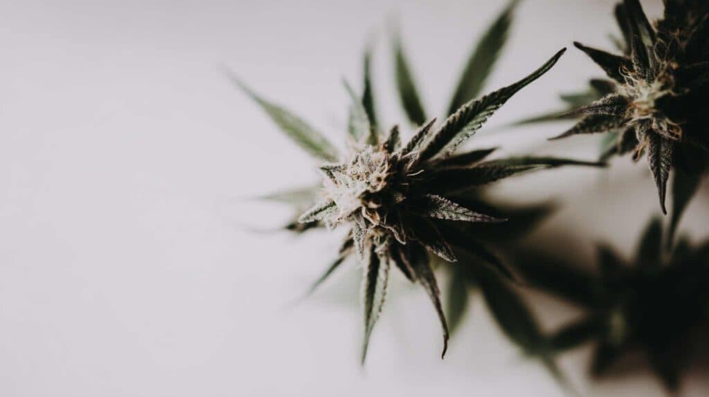 When to Harvest Cannabis | Trichomes, Maturity, and “Over Ripe” Explained by AMS