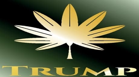 Trump will change the future of marijuana!