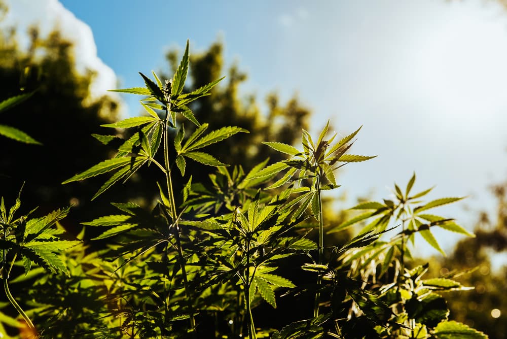 What is hemp used for?