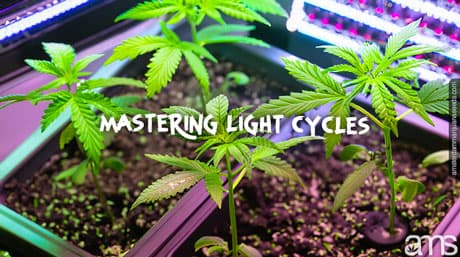 Mastering Light Cycles for Optimal Vegetative Growth and Plant Structure