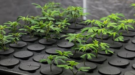 Hur man klona din favorit marijuanaväxt