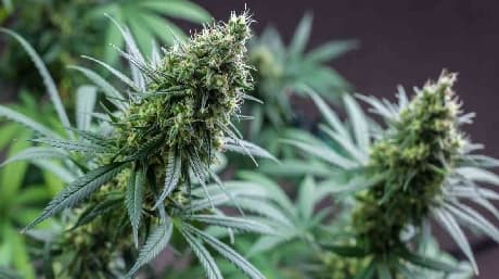 Potassium Deficiency In Weed – How To Recognize And Solve It