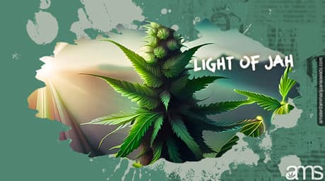 Light of Jah (Jack Herer) Cannabis Strain