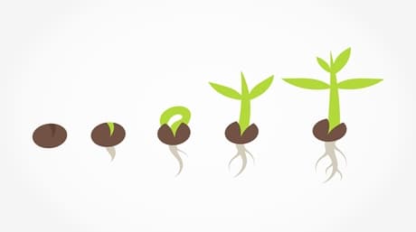 The Journey of Germinating marijuana seeds: A Comprehensive Guide to Sprouting Seeds