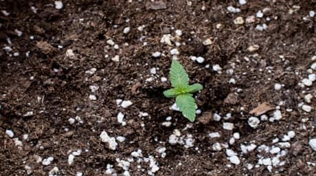 Best Lighting for Indoor Growing Weed