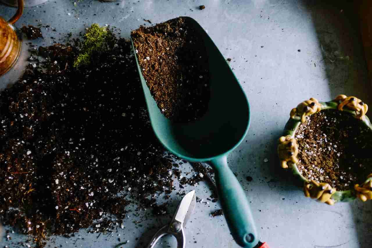Cómo utilizar té de abono para cannabis