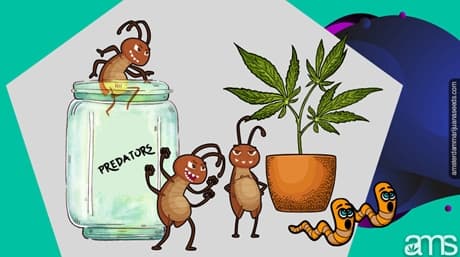Bli av med lövgruvarbetare på cannabisväxter