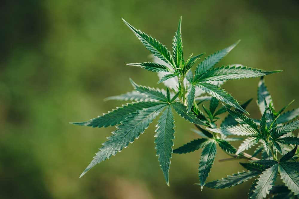 Europe and Marijuana Regulation