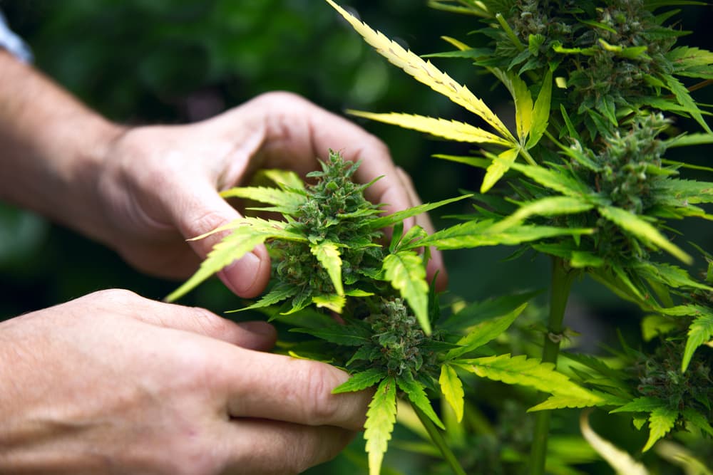Comment utiliser un spray foliaire pour les plants de cannabis