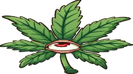 Why cannabis gives you red eyes and the giggles