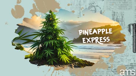 Pineapple Express : Un délice tropical pour les amateurs de cannabis