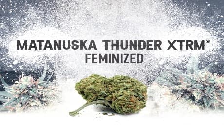 Matanuska Thunder XTRM Gefeminiseerd: De Go-to Soort