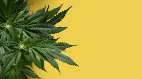El mejor horario de iluminación para tu variedad autofloreciente