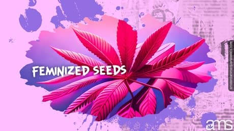 Feminiserade frön för överlägsen cannabisodling
