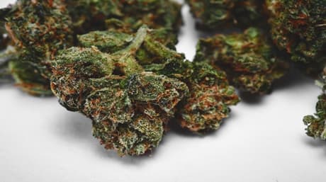 OG Kush: En legendarisk stam känd över hela världen för sina exceptionella egenskaper