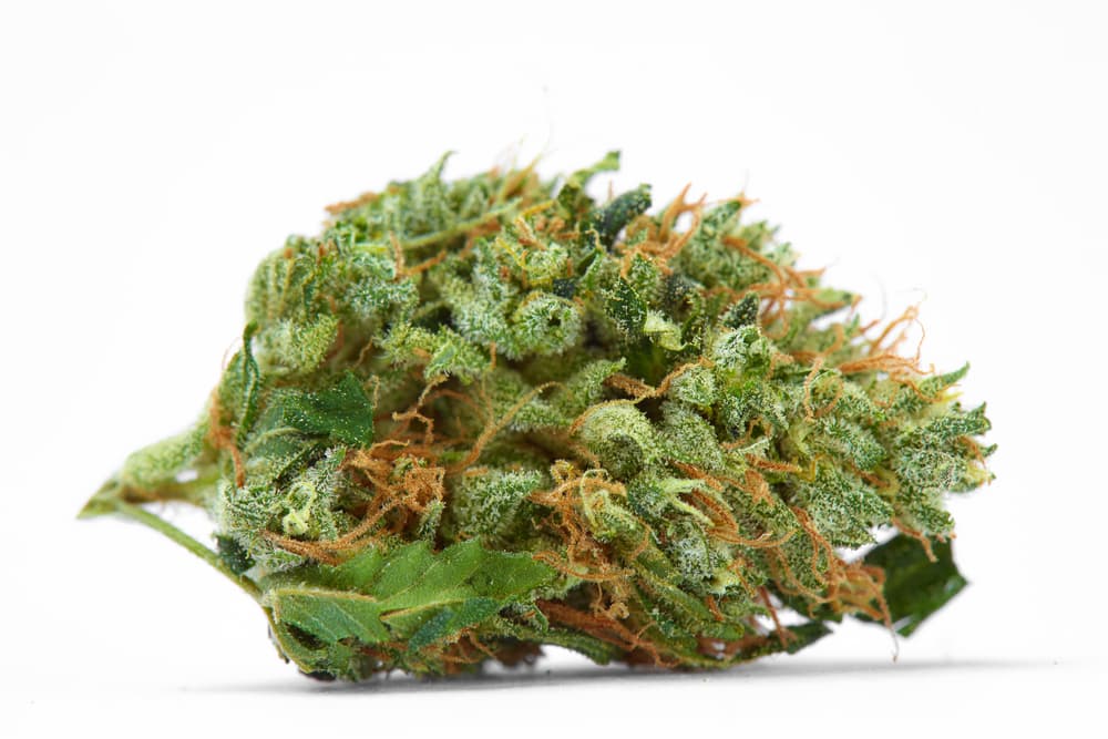 Green Crack Weed : Un guide complet de cette variété énergétique