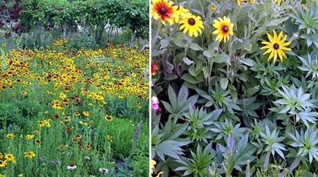 Camouflage Your Outdoor Marijuana Plants