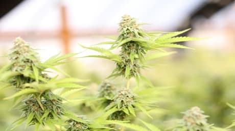 Cómo hacer mantequilla de cannabis y 5 recetas